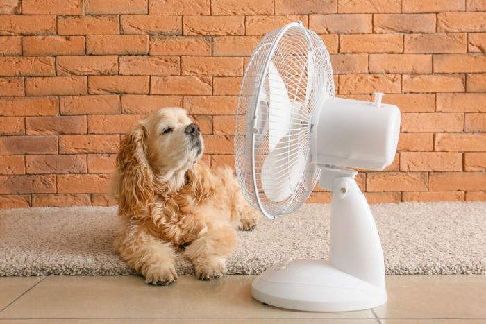 Tips för din hund i sommarvärmen