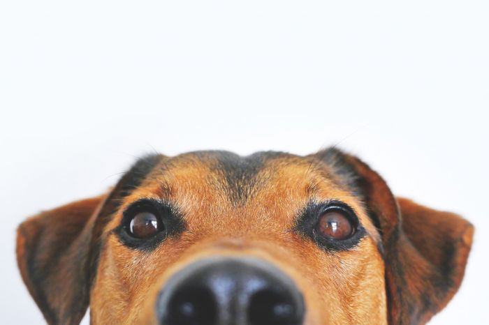 Nosework - En rolig aktivitet för din hund