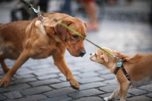 Vanligaste misstagen under möten med andra hundar