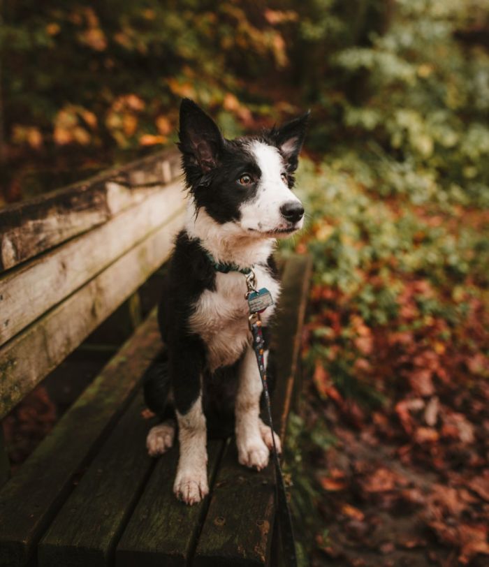 Hundtips att tänka på vid kallare väder under hösten