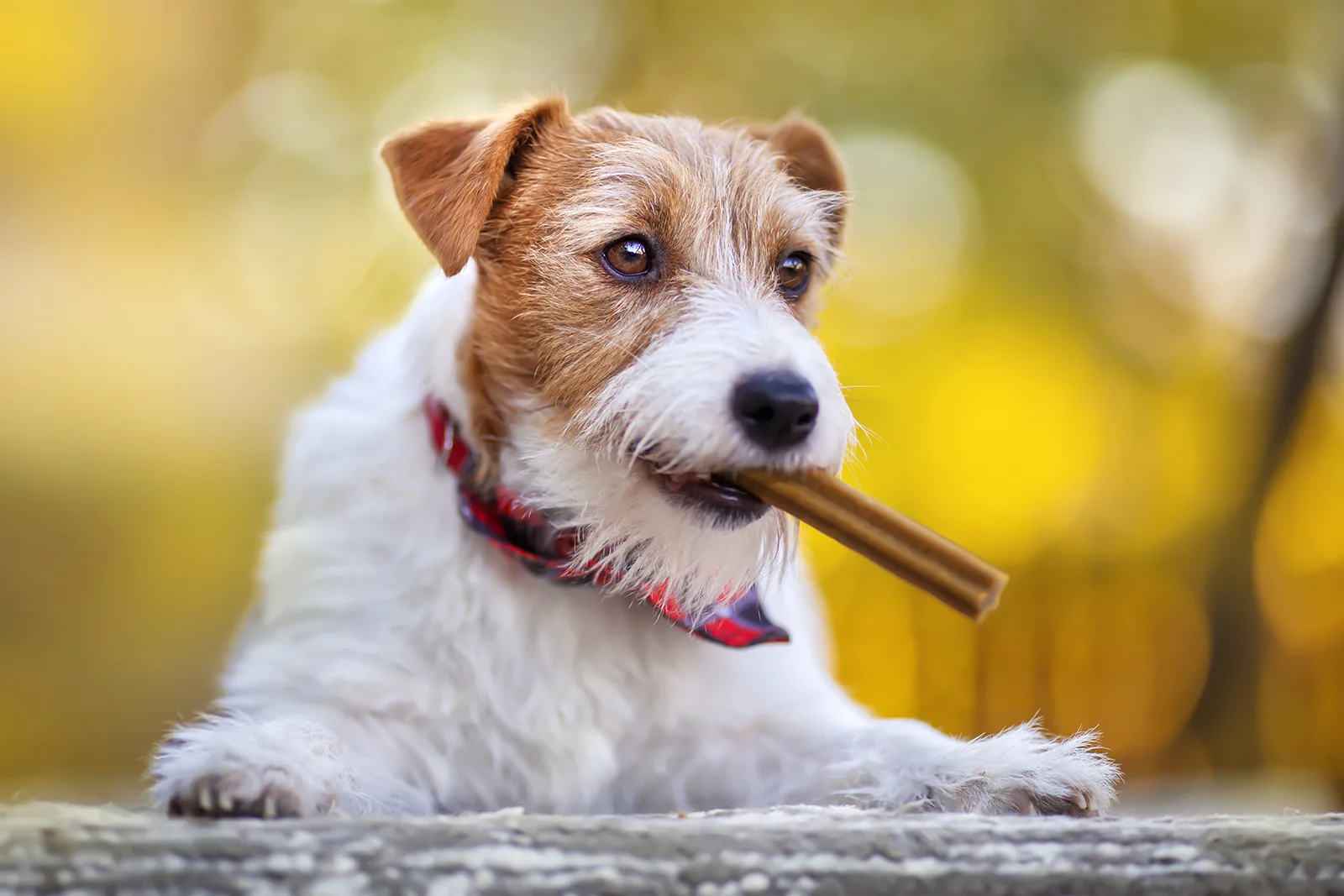 AdobeStock 471085504 copy