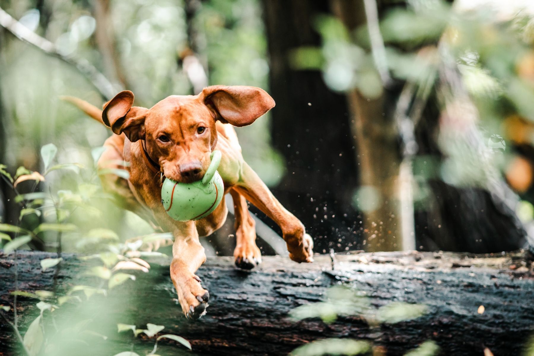 dog with ball in mouth jumping over a fallen tree trunk 3013467 copy