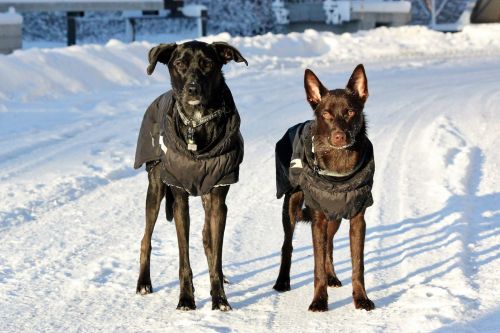 Varmt och sk&ouml;nt i kylan!
