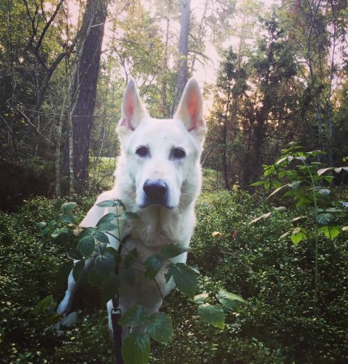 Bilder från Täby hundcenter vecka 38