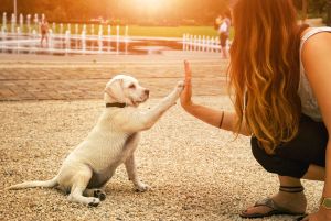 Lär dig träna din hund med Appen Duktig hund!