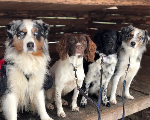 Hundiversum hunddagis 5/2