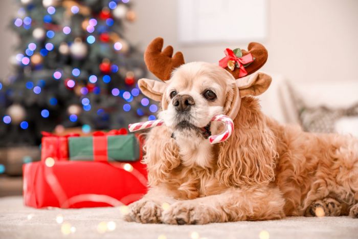 Denna mat bör din hund undvika på julbordet