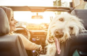Tips och regler för att ha med hund i bilen