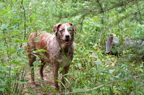 Skvallerträning - Lär hunden att berätta vad som händer