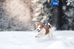 Ta hand om din hund i vinter