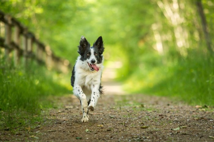 Härliga platser där din hund kan springa utan koppel