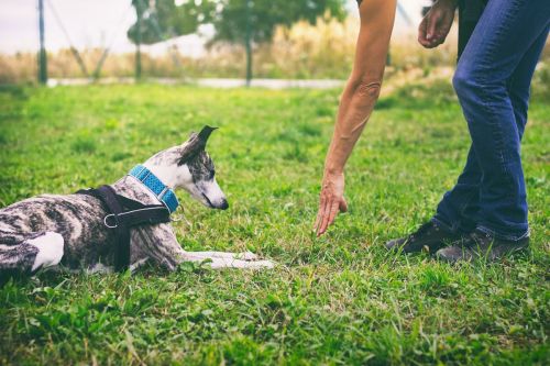 Targetträning med din hund