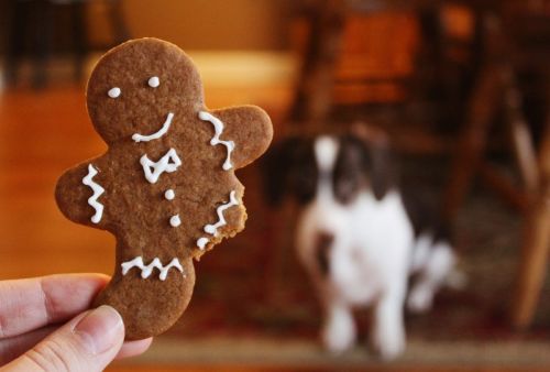 Recept på pepparkakor &amp; hundkex till din hund